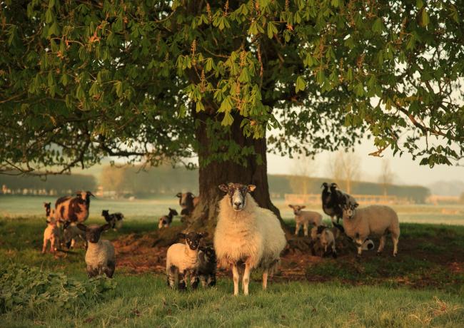 Farming Equipment And Technology Fund 2024 Guidance NOW AVAILABLE AKC   AKC Lucy Dyke Photos 5 